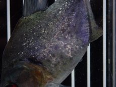 画像6: 【淡水魚】【通販】大特価 No4 ブラックダイヤモンドピラニア シングー産 ワイルド【個体販売】(±9cm)(大型魚)(生体)(熱帯魚)NKO (6)