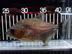 画像1: 【淡水魚】【通販】特価 人工飼料OK ブラックピラニア グァマ産 ワイルド【個体販売】(±13cm)(大型魚)(生体)(熱帯魚)NKO (1)