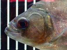 画像2: 【淡水魚】【通販】特価 人工飼料OK ブラックピラニア グァマ産 ワイルド【個体販売】(±13cm)(大型魚)(生体)(熱帯魚)NKO (2)
