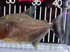 画像3: 【淡水魚】【通販】特価 人工飼料OK ブラックピラニア グァマ産 ワイルド【個体販売】(±13cm)(大型魚)(生体)(熱帯魚)NKO (3)