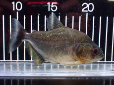 画像4: 【淡水魚】【通販】特価 人工飼料OK ブラックピラニア グァマ産 ワイルド【個体販売】(±13cm)(大型魚)(生体)(熱帯魚)NKO (4)