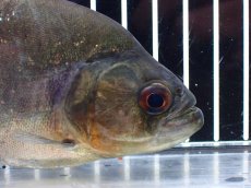 画像5: 【淡水魚】【通販】特価 人工飼料OK ブラックピラニア グァマ産 ワイルド【個体販売】(±13cm)(大型魚)(生体)(熱帯魚)NKO (5)