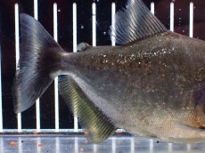 画像6: 【淡水魚】【通販】特価 人工飼料OK ブラックピラニア グァマ産 ワイルド【個体販売】(±13cm)(大型魚)(生体)(熱帯魚)NKO (6)