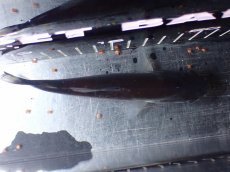 画像7: 【淡水魚】【通販】特価 人工飼料OK ブラックピラニア グァマ産 ワイルド【個体販売】(±13cm)(大型魚)(生体)(熱帯魚)NKO (7)