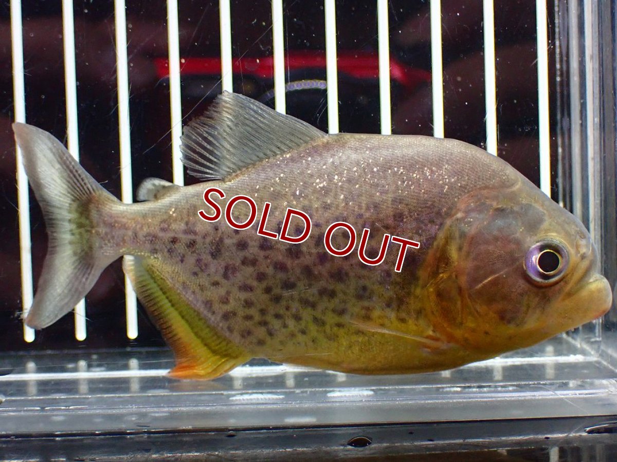 画像1: 【淡水魚】【通販】今回限定爆安 激レア ジャイアントイエローピラニア パンタナール産 ワイルド【個体販売】(±10cm)(大型魚)(生体)(熱帯魚)NKO (1)