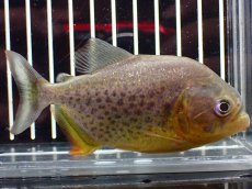 画像1: 【淡水魚】【通販】激レア ジャイアントイエローピラニア パンタナール産 ワイルド【個体販売】(±10cm)(大型魚)(生体)(熱帯魚)NKO (1)
