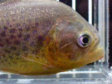 画像2: 【淡水魚】【通販】激レア ジャイアントイエローピラニア パンタナール産 ワイルド【個体販売】(±10cm)(大型魚)(生体)(熱帯魚)NKO (2)