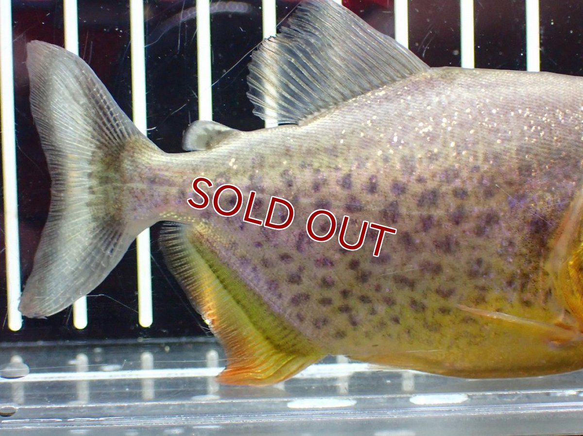 画像3: 【淡水魚】【通販】今回限定爆安 激レア ジャイアントイエローピラニア パンタナール産 ワイルド【個体販売】(±10cm)(大型魚)(生体)(熱帯魚)NKO (3)