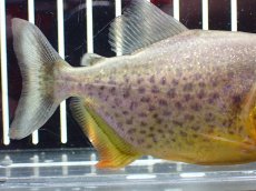 画像3: 【淡水魚】【通販】激レア ジャイアントイエローピラニア パンタナール産 ワイルド【個体販売】(±10cm)(大型魚)(生体)(熱帯魚)NKO (3)