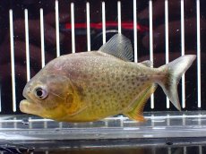 画像4: 【淡水魚】【通販】激レア ジャイアントイエローピラニア パンタナール産 ワイルド【個体販売】(±10cm)(大型魚)(生体)(熱帯魚)NKO (4)