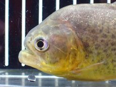 画像5: 【淡水魚】【通販】激レア ジャイアントイエローピラニア パンタナール産 ワイルド【個体販売】(±10cm)(大型魚)(生体)(熱帯魚)NKO (5)