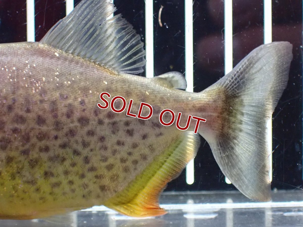 画像6: 【淡水魚】【通販】今回限定爆安 激レア ジャイアントイエローピラニア パンタナール産 ワイルド【個体販売】(±10cm)(大型魚)(生体)(熱帯魚)NKO (6)