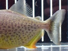 画像6: 【淡水魚】【通販】激レア ジャイアントイエローピラニア パンタナール産 ワイルド【個体販売】(±10cm)(大型魚)(生体)(熱帯魚)NKO (6)