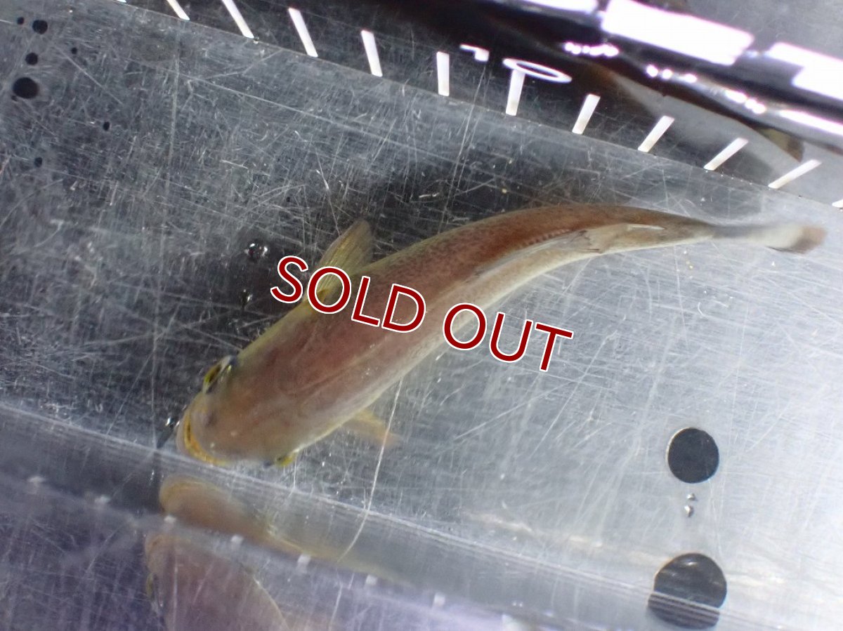 画像7: 【淡水魚】【通販】今回限定爆安 激レア ジャイアントイエローピラニア パンタナール産 ワイルド【個体販売】(±10cm)(大型魚)(生体)(熱帯魚)NKO (7)