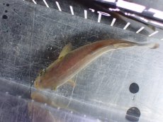 画像7: 【淡水魚】【通販】激レア ジャイアントイエローピラニア パンタナール産 ワイルド【個体販売】(±10cm)(大型魚)(生体)(熱帯魚)NKO (7)