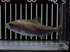 画像1: 【淡水魚】【通販】特価 エロンガータピラニア ワイルド【個体販売】(±10cm)(大型魚)(生体)(熱帯魚)NKO (1)