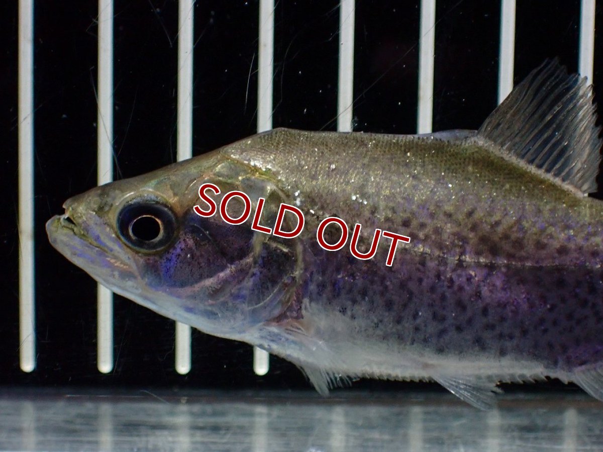 画像2: 【淡水魚】【通販】特価 エロンガータピラニア ワイルド【個体販売】(±10cm)(大型魚)(生体)(熱帯魚)NKO (2)