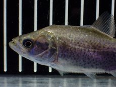 画像2: 【淡水魚】【通販】特価 エロンガータピラニア ワイルド【個体販売】(±10cm)(大型魚)(生体)(熱帯魚)NKO (2)