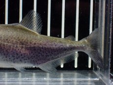 画像3: 【淡水魚】【通販】特価 エロンガータピラニア ワイルド【個体販売】(±10cm)(大型魚)(生体)(熱帯魚)NKO (3)