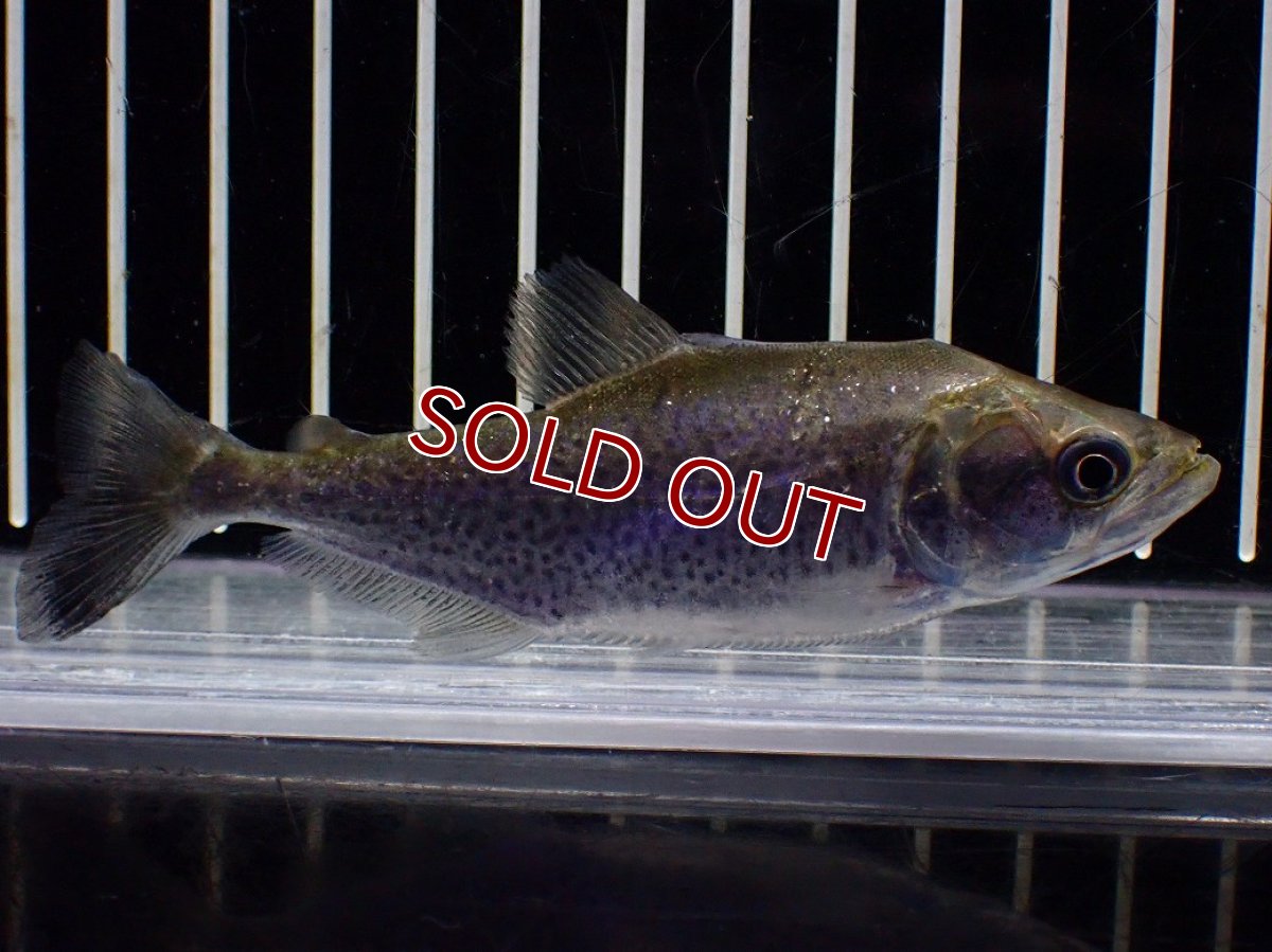 画像4: 【淡水魚】【通販】特価 エロンガータピラニア ワイルド【個体販売】(±10cm)(大型魚)(生体)(熱帯魚)NKO (4)