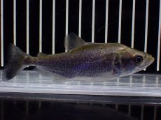 画像4: 【淡水魚】【通販】特価 エロンガータピラニア ワイルド【個体販売】(±10cm)(大型魚)(生体)(熱帯魚)NKO (4)