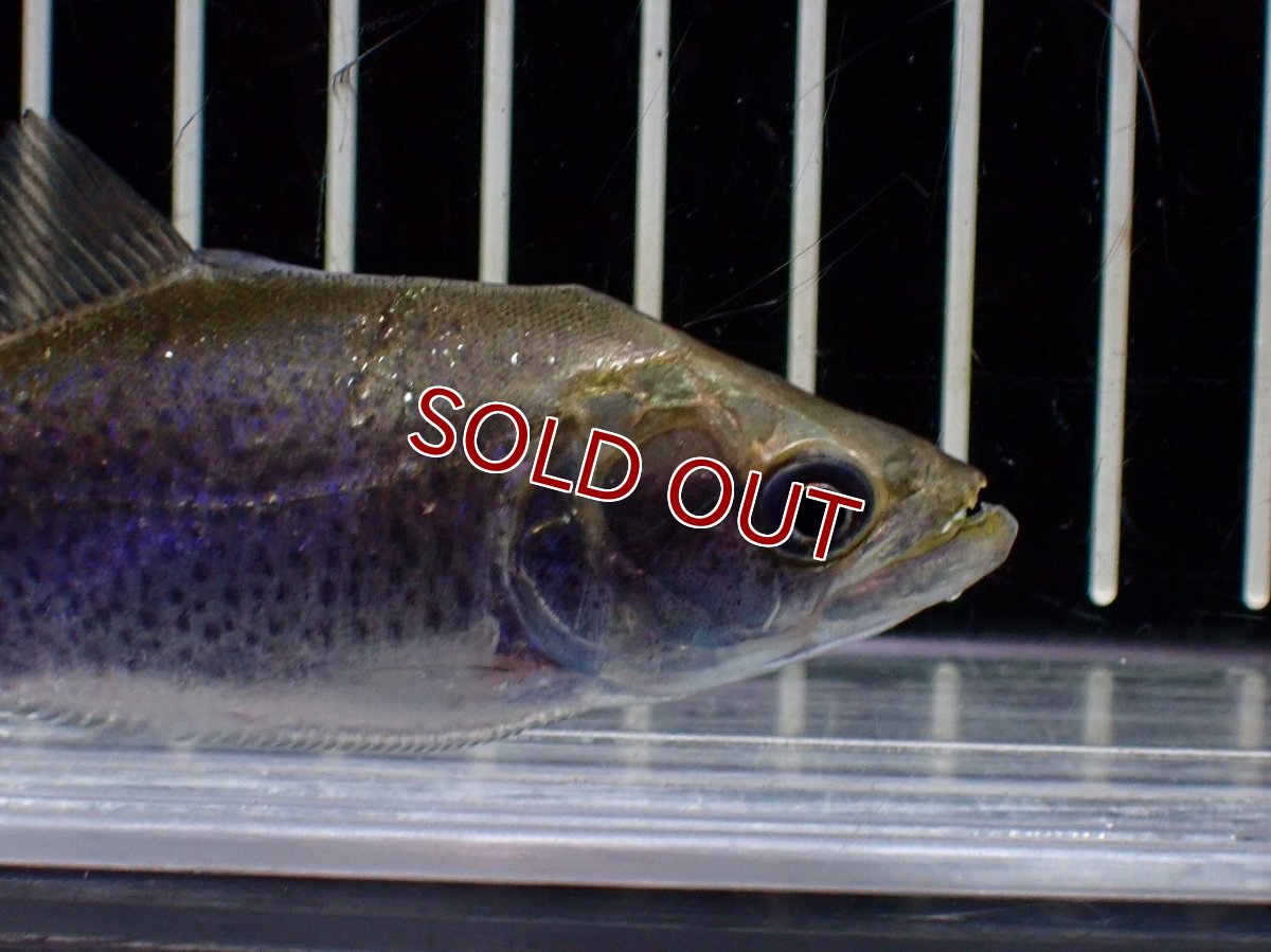 画像5: 【淡水魚】【通販】特価 エロンガータピラニア ワイルド【個体販売】(±10cm)(大型魚)(生体)(熱帯魚)NKO (5)