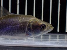 画像5: 【淡水魚】【通販】特価 エロンガータピラニア ワイルド【個体販売】(±10cm)(大型魚)(生体)(熱帯魚)NKO (5)