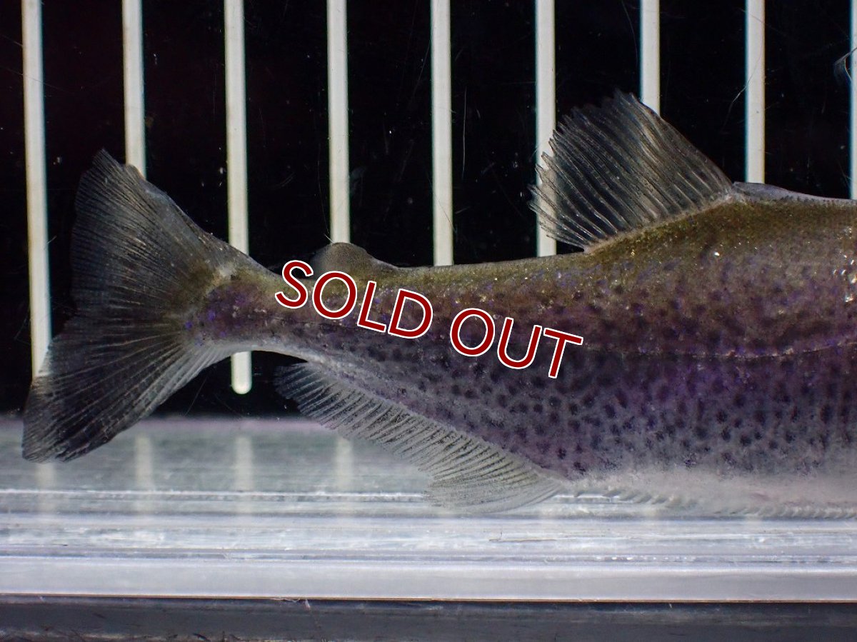 画像6: 【淡水魚】【通販】特価 エロンガータピラニア ワイルド【個体販売】(±10cm)(大型魚)(生体)(熱帯魚)NKO (6)