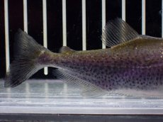 画像6: 【淡水魚】【通販】特価 エロンガータピラニア ワイルド【個体販売】(±10cm)(大型魚)(生体)(熱帯魚)NKO (6)