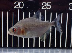 画像1: 【淡水魚】【通販】爆安 訳あり ダイヤモンドブラックピラニア シングー産 ワイルド【1匹 サンプル画像】(±8cm)(大型魚(生体)(熱帯魚)NKO (1)