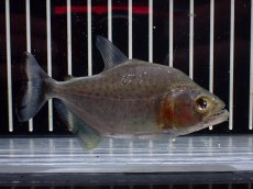 画像2: 【淡水魚】【通販】爆安 訳あり ダイヤモンドブラックピラニア シングー産 ワイルド【1匹 サンプル画像】(±8cm)(大型魚(生体)(熱帯魚)NKO (2)