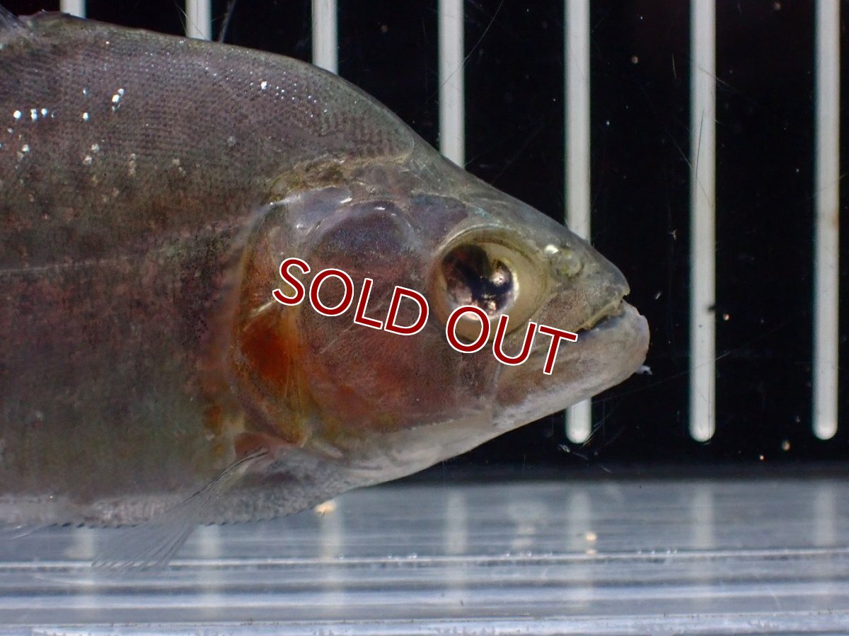 画像3: 【淡水魚】【通販】爆安 訳あり ダイヤモンドブラックピラニア シングー産 ワイルド【1匹 サンプル画像】(±8cm)(大型魚(生体)(熱帯魚)NKO (3)