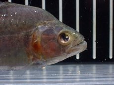 画像3: 【淡水魚】【通販】爆安 訳あり ダイヤモンドブラックピラニア シングー産 ワイルド【1匹 サンプル画像】(±8cm)(大型魚(生体)(熱帯魚)NKO (3)