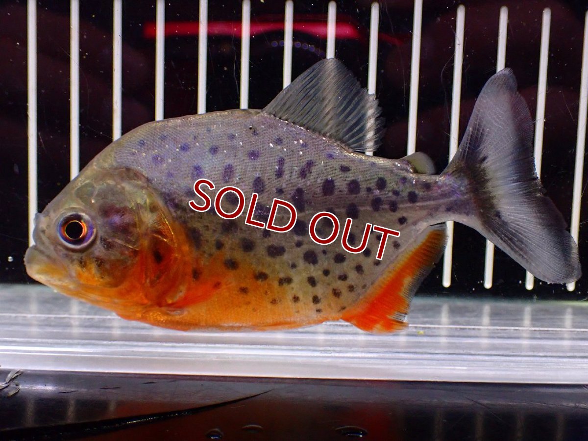 画像1: 【ボーナスセール 30%OFFクーポン対応】【淡水魚】【通販】極赤 No1 ピラニア ナッテリー ペルー産 ワイルド【個体販売】(±10cm)(大型魚)(生体)(熱帯魚)NKO (1)
