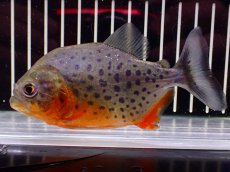 画像1: 【淡水魚】【通販】極赤 No1 ピラニア ナッテリー ペルー産 ワイルド【個体販売】(±10cm)(大型魚)(生体)(熱帯魚)NKO (1)