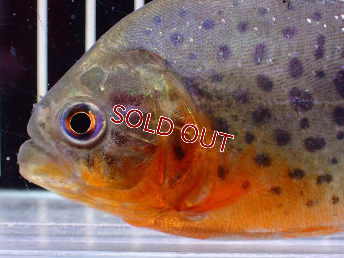 画像2: 【ボーナスセール 30%OFFクーポン対応】【淡水魚】【通販】極赤 No1 ピラニア ナッテリー ペルー産 ワイルド【個体販売】(±10cm)(大型魚)(生体)(熱帯魚)NKO (2)