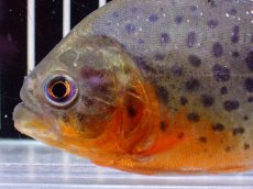 画像2: 【淡水魚】【通販】極赤 No1 ピラニア ナッテリー ペルー産 ワイルド【個体販売】(±10cm)(大型魚)(生体)(熱帯魚)NKO (2)