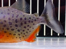 画像3: 【淡水魚】【通販】極赤 No1 ピラニア ナッテリー ペルー産 ワイルド【個体販売】(±10cm)(大型魚)(生体)(熱帯魚)NKO (3)