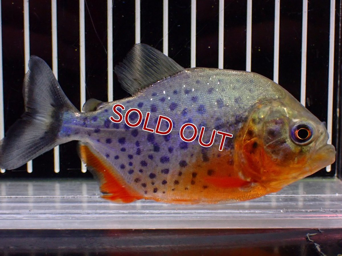 画像4: 【ボーナスセール 30%OFFクーポン対応】【淡水魚】【通販】極赤 No1 ピラニア ナッテリー ペルー産 ワイルド【個体販売】(±10cm)(大型魚)(生体)(熱帯魚)NKO (4)