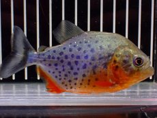 画像4: 【淡水魚】【通販】極赤 No1 ピラニア ナッテリー ペルー産 ワイルド【個体販売】(±10cm)(大型魚)(生体)(熱帯魚)NKO (4)