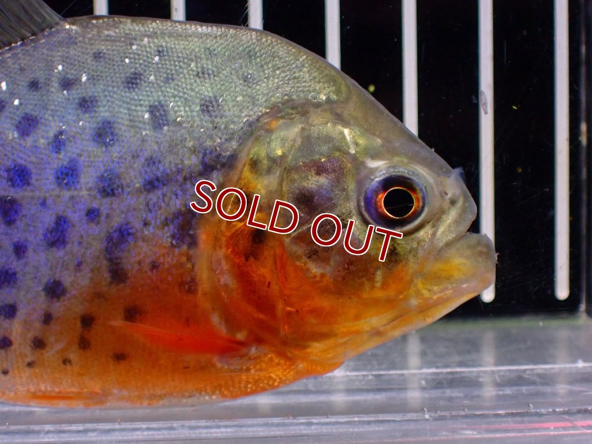 画像5: 【ボーナスセール 30%OFFクーポン対応】【淡水魚】【通販】極赤 No1 ピラニア ナッテリー ペルー産 ワイルド【個体販売】(±10cm)(大型魚)(生体)(熱帯魚)NKO (5)