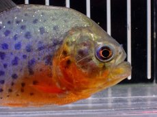 画像5: 【淡水魚】【通販】極赤 No1 ピラニア ナッテリー ペルー産 ワイルド【個体販売】(±10cm)(大型魚)(生体)(熱帯魚)NKO (5)