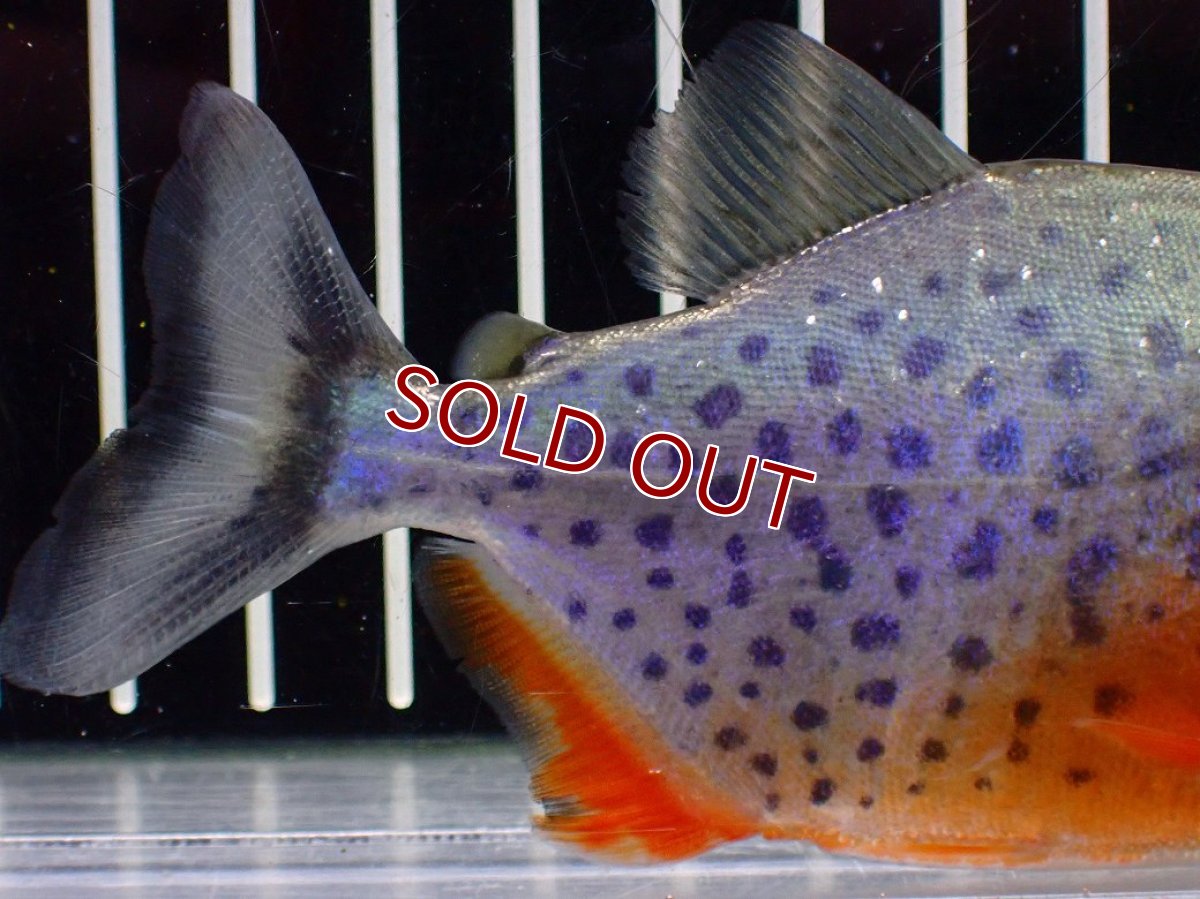 画像6: 【ボーナスセール 30%OFFクーポン対応】【淡水魚】【通販】極赤 No1 ピラニア ナッテリー ペルー産 ワイルド【個体販売】(±10cm)(大型魚)(生体)(熱帯魚)NKO (6)