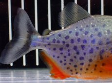 画像6: 【淡水魚】【通販】極赤 No1 ピラニア ナッテリー ペルー産 ワイルド【個体販売】(±10cm)(大型魚)(生体)(熱帯魚)NKO (6)