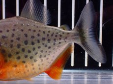 画像3: 【淡水魚】【通販】極赤 No2 ピラニア ナッテリー ペルー産 ワイルド【個体販売】(±9cm)(大型魚)(生体)(熱帯魚)NKO (3)