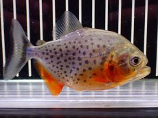 画像4: 【淡水魚】【通販】極赤 No2 ピラニア ナッテリー ペルー産 ワイルド【個体販売】(±9cm)(大型魚)(生体)(熱帯魚)NKO (4)