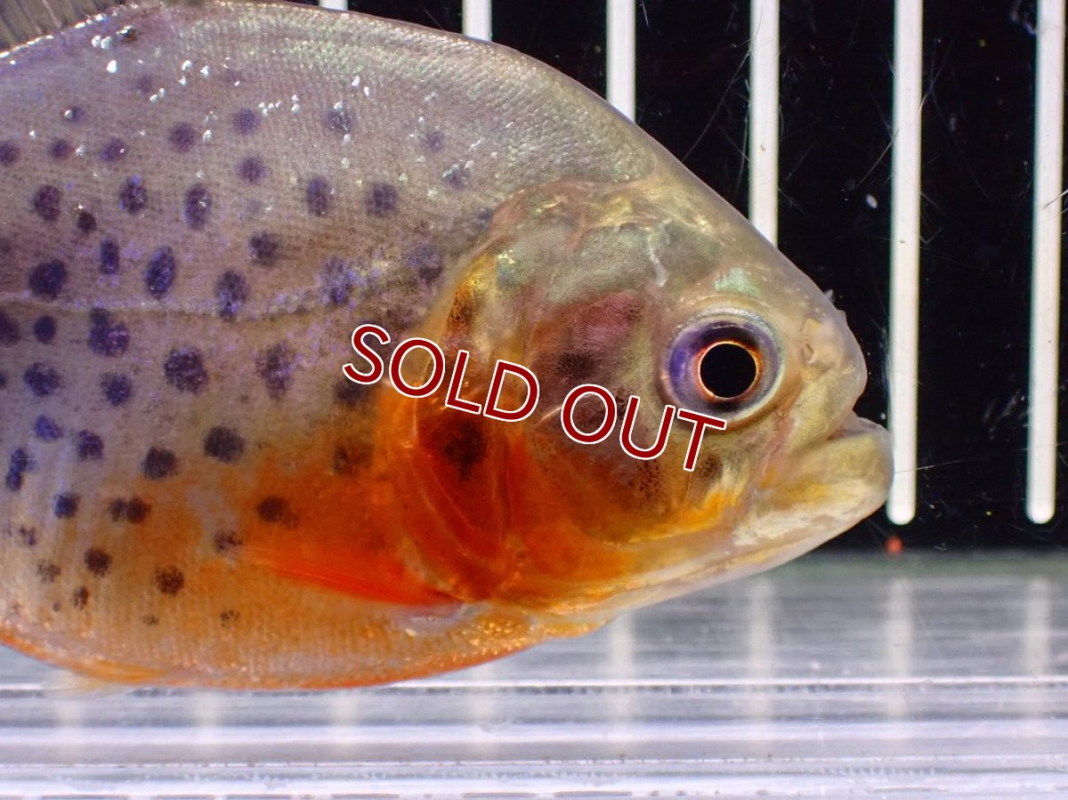 画像5: 【淡水魚】【通販】極赤 No2 ピラニア ナッテリー ペルー産 ワイルド【個体販売】(±9cm)(大型魚)(生体)(熱帯魚)NKO (5)