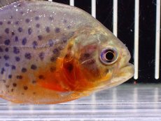 画像5: 【淡水魚】【通販】極赤 No2 ピラニア ナッテリー ペルー産 ワイルド【個体販売】(±9cm)(大型魚)(生体)(熱帯魚)NKO (5)
