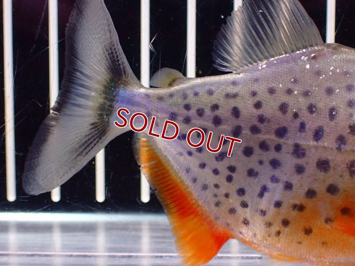 画像6: 【淡水魚】【通販】極赤 No2 ピラニア ナッテリー ペルー産 ワイルド【個体販売】(±9cm)(大型魚)(生体)(熱帯魚)NKO (6)