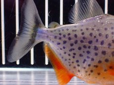 画像6: 【淡水魚】【通販】極赤 No2 ピラニア ナッテリー ペルー産 ワイルド【個体販売】(±9cm)(大型魚)(生体)(熱帯魚)NKO (6)